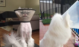 Vòng chống liếm Elizabeth