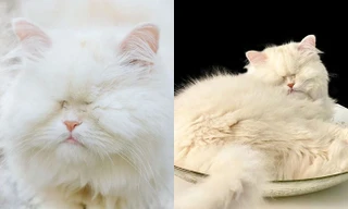 Cô mèo mù ba tư nổi tiếng mạng xã hội