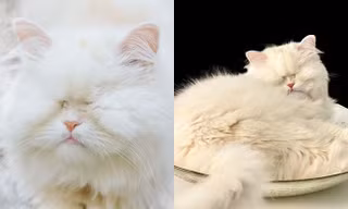 Cô mèo mù ba tư nổi tiếng mạng xã hội
