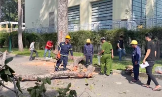 Nhân chứng kể lại giây phút nhánh cây gãy đè tử vong 2 người ở TPHCM 