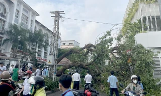 Cây đổ đè nhiều người trước cổng trường ở TPHCM 