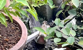 Phát hiện cá sấu bò trong vườn, người dân hô hoán bắt giữ