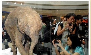 Xác voi ma mút con 10.000 năm tuổi