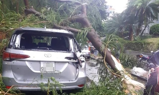 Hà Nội mưa như trút nước, gió quật đổ hàng loạt cây xanh