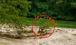 Đu ngọn cây, người đàn ông Thanh Hóa sống sót giữa dòng lũ cuồn cuộn