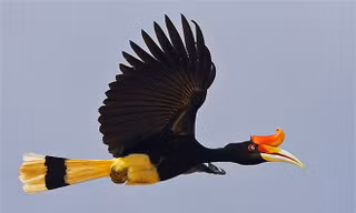 Vẻ đẹp huyền hoặc của loài chim quý có tên Phượng Hoàng Đất ở Tràng An