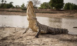 Huyền bí nơi xem cá sấu tử thần như thần thánh