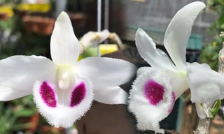 Nhiều rủi ro rình rập trong các thương vụ mua bán lan đột biến tiền tỷ trên thị trường.