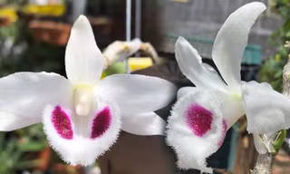 Nhiều rủi ro rình rập trong các thương vụ mua bán lan đột biến tiền tỷ trên thị trường.