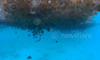 Kinh hoàng cảnh tượng hàng ngàn con sứa di chuyển vào bờ