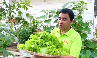 Ngưỡng mộ với vườn rau xanh mướt trong biệt thự rộng 500m2 của gia đình Quyền Linh