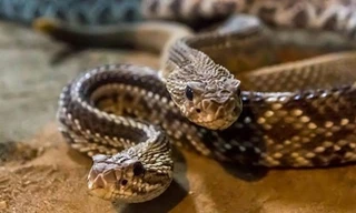 Sốc khi phát hiện 30 con rắn chuông ẩn nấp trong vườn nhà