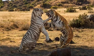 Video: Hai mãnh hổ đại chiến nhưng cái kết ngoài mong đợi với kẻ tấn công