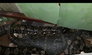 Kinh ngạc cảnh kì đà hồi sinh sau khi bị trăn 'khủng' nuốt chửng