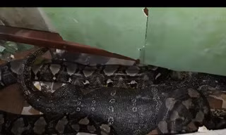 Kinh ngạc cảnh kì đà hồi sinh sau khi bị trăn 'khủng' nuốt chửng
