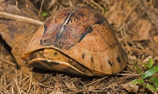 Khám phá về rùa hộp trán vàng siêu hiếm của Việt Nam