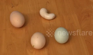 VIDEO:Gà đẻ trứng hình hạt đậu gây 'sốt'