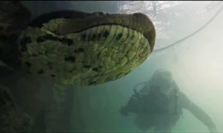 Kinh hãi vì gặp phải trăn Nam Mỹ khổng lồ khi lặn