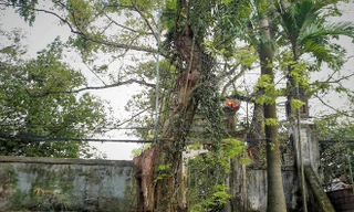 Làng ngoại thành Hà Nội dự kiến thu về 150 tỷ từ bán đấu giá gỗ sưa