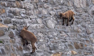 Đàn dê 'thách thức trọng lực', bám chặt trên vách đá để liếm muối