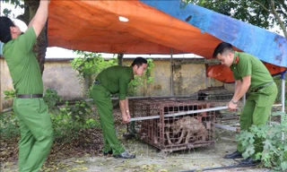 Lực lượng chức năng bắt giữ đàn chó cắn bé trai 7 tuổi tử vong tại Hưng Yên