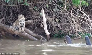 Bất ngờ với loài vật được mệnh danh là 'báo nước' khiến báo đốm bỏ chạy khi gặp