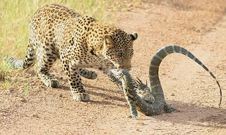 Cú quật đuôi của kỳ đà khiến đôi báo chùn bước