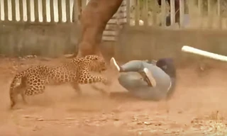 Video: Báo 'điên' hoang dã liên tục tấn công người ở Ấn Độ