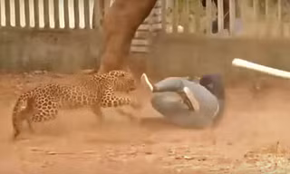 Video: Báo 'điên' hoang dã liên tục tấn công người ở Ấn Độ