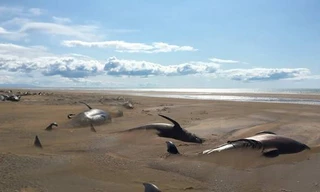 Kinh hãi phát hiện ít nhất 50 xác cá voi trên bờ biển vắng