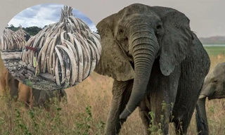 Bất ngờ với xu hướng tiến hóa mất ngà của loài voi trước nạn săn trộm