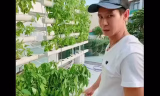 Chiêm ngưỡng vườn rau thủy canh rộng lớn trong biệt thự nhà Lý Hải