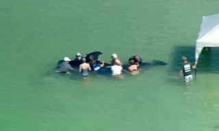 Cá voi hoa tiêu được dựng lều bảo vệ khi mắc cạn