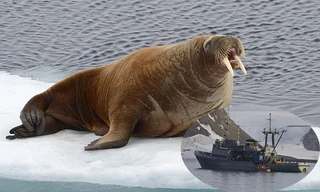 Hải mã giận dữ đánh chìm tàu hải quân của Nga để bảo vệ con