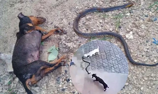 Xúc động cảnh chú chó bỏ mạng vì kịch chiến với rắn độc để bảo vệ cô chủ nhỏ