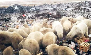 Gấu Bắc Cực 'xâm chiếm' đảo khiến Nga phải ban bố tình trạng khẩn