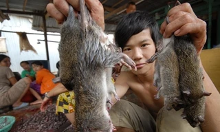 Độc đáo nghề 'thổi nước' vào hang bắt chuột đồng ở miền Tây