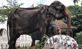 Phẫn nộ với nguyên nhân chết của cụ voi gầy trơ xương từng gây chấn động 