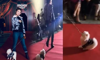 Người mẫu bị chỉ trích vì ngược đãi động vật trên sàn diễn