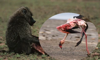 Video: Hãi hùng cảnh khỉ đầu chó rượt đuổi và xé xác hồng hạc trong gang tấc