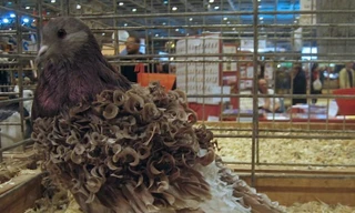 Chiêm ngưỡng loài chim bồ câu có bộ lông xoăn tít độc nhất vô nhị