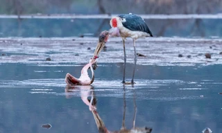 Dũng cảm phản công, hồng hạc thoát khỏi kẻ tử thù ngoạn mục