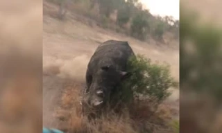 Thót tim cảnh tê giác 'nổi điên' đuổi xe chở khách du lịch với vận tốc cực đại