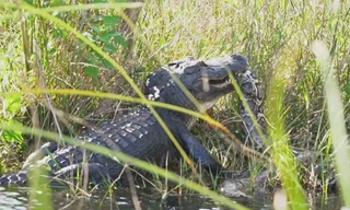 Video: Kinh hãi cảnh cá sấu nuốt trăn 'khủng'