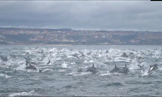 Kinh ngạc cảnh 1000 cá heo khổng lồ điên cuồng chạy trốn cá voi sát thủ