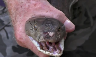 VIDEO: Kinh hãi phát hiện 11 con rắn hổ mang 'khủng' đang trú trong nhà dân