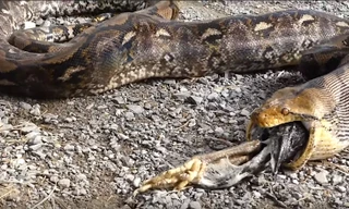 VIDEO: Kinh hãi cảnh trăn khủng nôn ra con gà