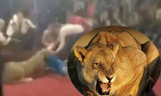 Đang biểu diễn xiếc, sư tử tấn công bé gái 4 tuổi