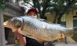 Bắt được con cá chép 20kg, sang tay ngay chục triệu đồng