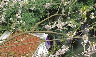 Ngỡ ngàng vẻ thơ mộng của ngôi đền ở hồ Trúc Bạch được hoa đỗ mai bao trùm 